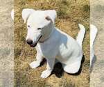 Small #9 Labrador Retriever Mix
