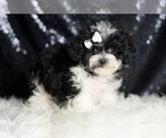 Small #4 Maltipoo