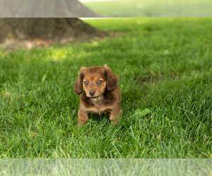 Dachshund Puppy for sale in BREMEN, IN, USA