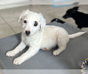 Australian Shepherd-Unknown Mix Dogs for adoption in Stephens City, VA, USA