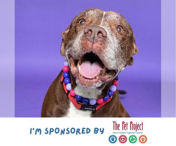 Medium Photo #2 American Staffordshire Terrier Puppy For Sale in Fort Lauderdale, FL, USA