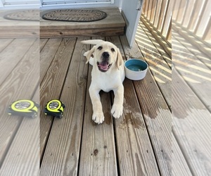 Labrador Retriever Puppy for Sale in GREENVILLE, North Carolina USA