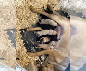 Labrador Retriever Dog for Adoption in WESTBY, Wisconsin USA