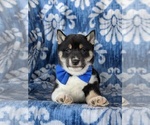 Small Photo #6 Shiba Inu Puppy For Sale in PEACH BOTTOM, PA, USA
