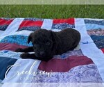 Small #9 Schnoodle (Miniature)