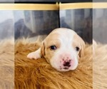 Small #4 Cocker Spaniel