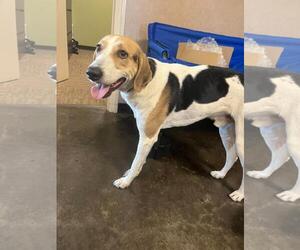 Mutt Dogs for adoption in Rockwall, TX, USA