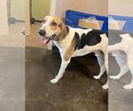 Found stray: Lenny - Male Mutt Dog for Adoption - Small photo