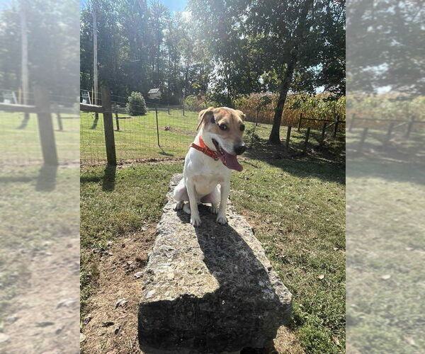 Medium Photo #3 Jack-A-Bee Puppy For Sale in Osgood, IN, USA