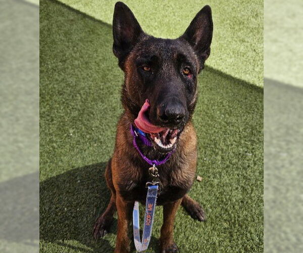 Medium Photo #1 Mutt Puppy For Sale in Las Vegas, NV, USA