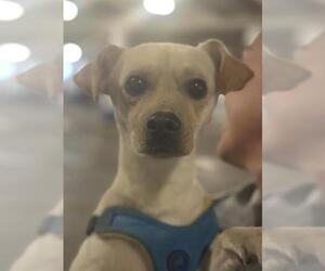 Chihuahua-Unknown Mix Dogs for adoption in San Antonio, TX, USA