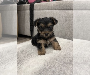 Morkie Puppy for sale in NORTH HOLLYWOOD, CA, USA