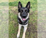 Small German Shepherd Dog