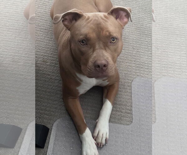 Medium Photo #1 American Pit Bull Terrier-Unknown Mix Puppy For Sale in Chandler, AZ, USA