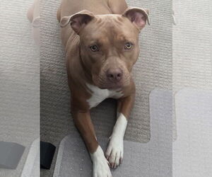 American Pit Bull Terrier-Unknown Mix Dogs for adoption in Chandler, AZ, USA