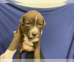 Mutt Dogs for adoption in Modesto, CA, USA