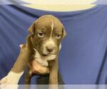 Small Mutt