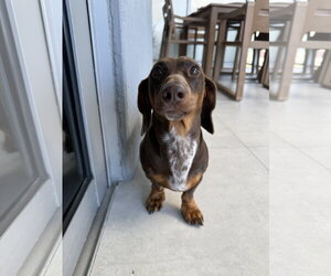 Mylo (in Miami, FL) - Male Dachshund Dog for Adoption - Photo #2