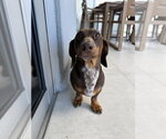 Small Photo #2 Dachshund Puppy For Sale in Fruitland, SC, USA