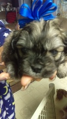 Shiranian Puppy for sale in WARREN, MI, USA