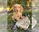 Image preview for Ad Listing. Nickname: Maple