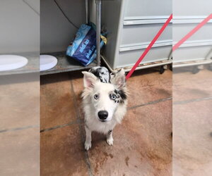 Australian Shepherd Dogs for adoption in Bolivar, MO, USA