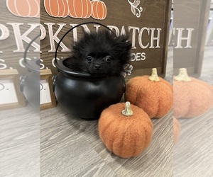Pomeranian Puppy for sale in VICTOR, NY, USA