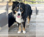 Small Australian Shepherd