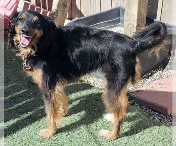 Medium Photo #5 Colonial Cocker Spaniel-Unknown Mix Puppy For Sale in Tustin, CA, USA