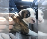 Small Photo #2 American Bulldog Puppy For Sale in BIVINS, TX, USA
