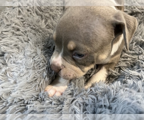 Medium Photo #12 American Bully Puppy For Sale in WESTVILLE, IN, USA