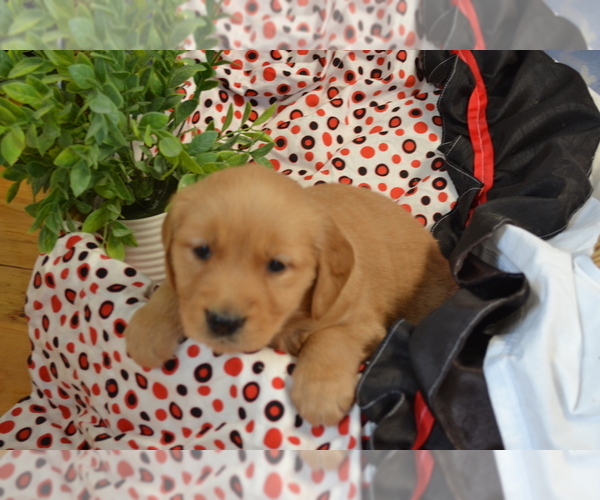Medium Photo #4 Golden Retriever Puppy For Sale in GREENWOOD, WI, USA
