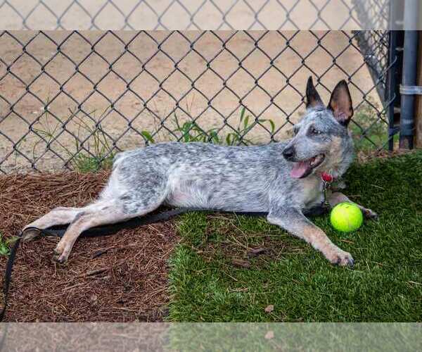 Medium Photo #3 Jack Russell Terrier-Unknown Mix Puppy For Sale in Kennesaw, GA, USA