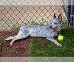 Small #2 Jack Russell Terrier Mix