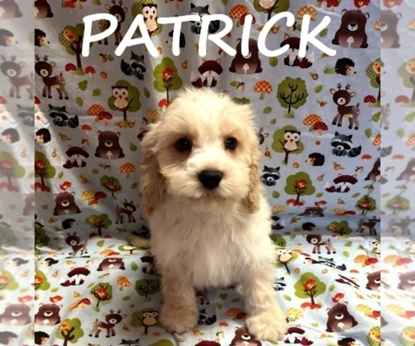 Medium Photo #3 Cockapoo (Miniature) Puppy For Sale in HARTLAND, MN, USA