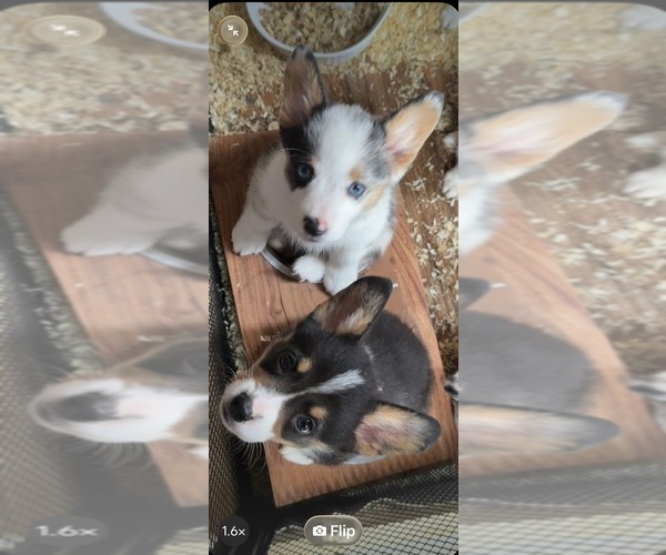 Medium Photo #10 Cardigan Welsh Corgi-Pembroke Welsh Corgi Mix Puppy For Sale in ALEXANDRIA, IN, USA
