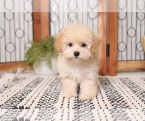 Maltipoo Puppy for sale in NAPLES, FL, USA