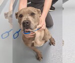 Small #7 American Staffordshire Terrier Mix