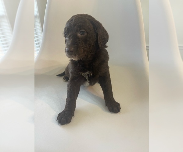 Medium Photo #9 Goldendoodle Puppy For Sale in JENKS, OK, USA