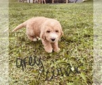 Small Photo #54 Goldendoodle Puppy For Sale in WEST PLAINS, MO, USA