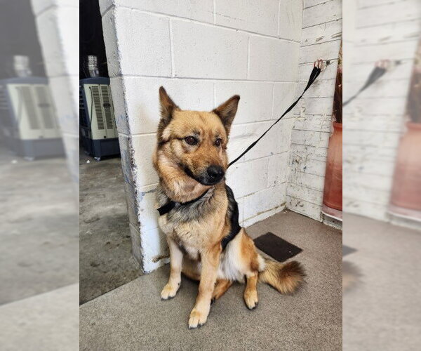 Medium Photo #1 German Shepherd Dog-Unknown Mix Puppy For Sale in San Bernardino, CA, USA
