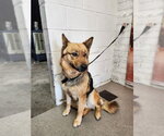 Small German Shepherd Dog Mix