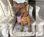 Small #1 Boxer Mix