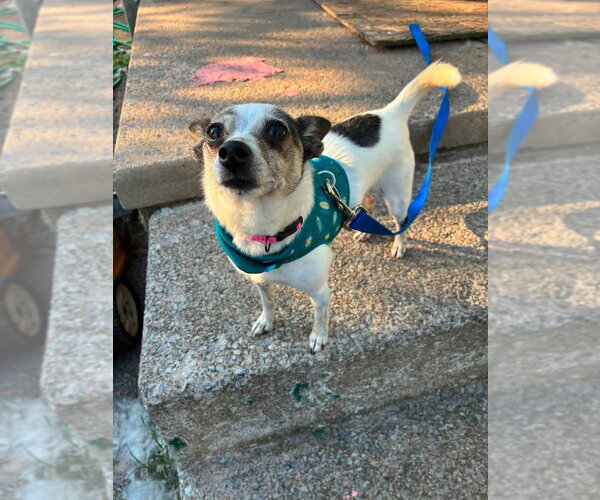Medium Photo #1 Chihuahua-Unknown Mix Puppy For Sale in Harrisburg, PA, USA
