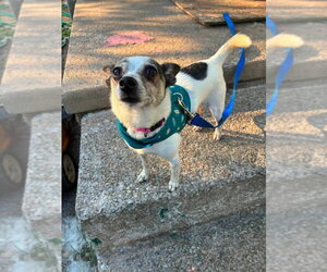 Chihuahua-Unknown Mix Dogs for adoption in Harrisburg, PA, USA