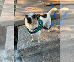 Small Chihuahua Mix