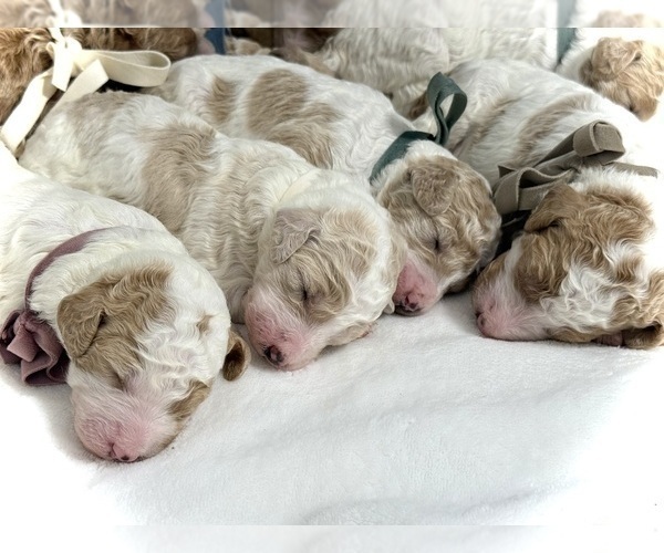 Medium Photo #7 Labradoodle-Poodle (Standard) Mix Puppy For Sale in LOUISVILLE, KY, USA