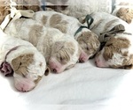 Small #6 Labradoodle-Poodle (Standard) Mix
