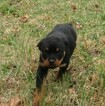 Small Photo #16 Rottweiler Puppy For Sale in VONORE, TN, USA