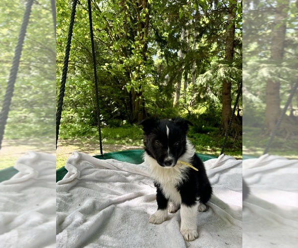 Medium Photo #5 Border-Aussie Puppy For Sale in ENUMCLAW, WA, USA